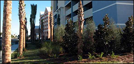 Palazzo Condominiums On The Beach